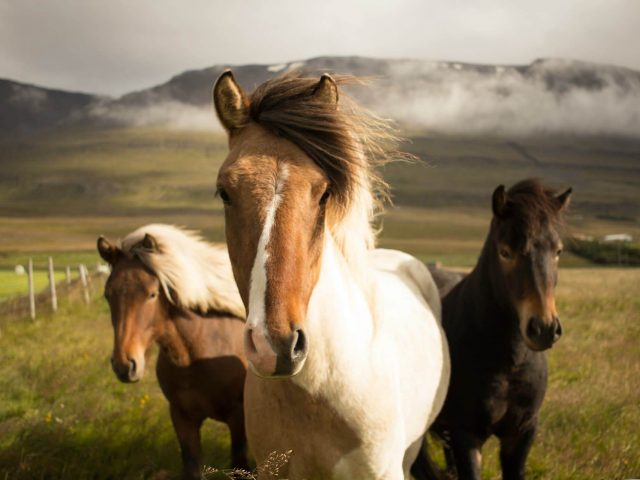 fabian-burghardt-A81818EFqGQ-unsplash fabian-burghardt-A81818EFqGQ-unsplash